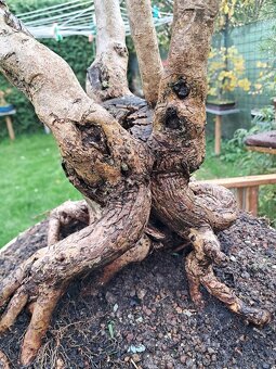 Bonsaj bonsai Japonský Šeřík