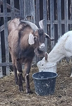 Anglonubijský kozel