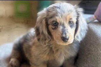 Štěňata jezevčíka k adopci.