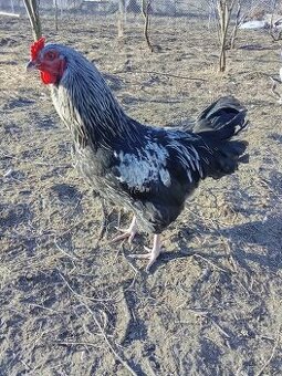 Araukana x faverolka