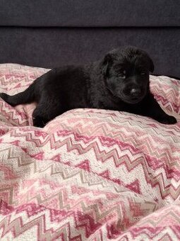 Štěňátka Německý ovčák s PP