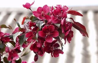 Jabloň Rajská Royalty