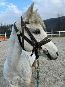 Krásná pony klisna - 1