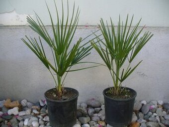 Palma Žumara nízká 50cm