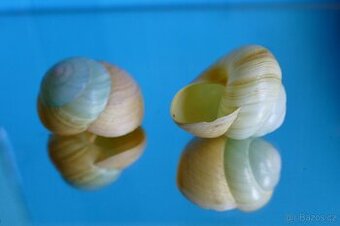 Asperita bimaensis f. viridis