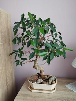 Bonsají - 1