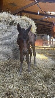 3v1 - březí klisna po grullo roan + silver chamagne hřebeček