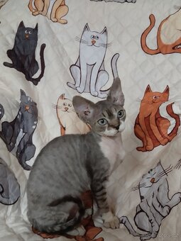 Kocourek Devon rex s pp