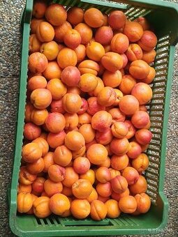 Meruňky Olomouc 45Kč/kg