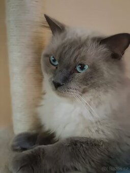 Ragdoll