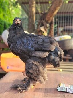 Kohoutek Brahmanka