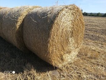 Pšeničná sláma