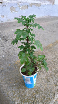 léčivý MIGRÉNOVNÍK - - viz text a foto