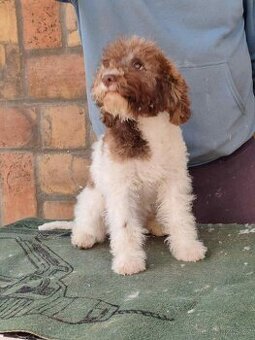 Šteňátka Lagotto Romagnolo