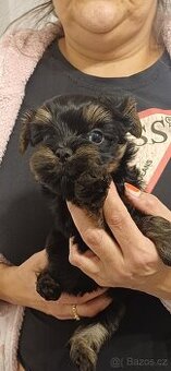 Jorkšírský Yorkšírský teriér