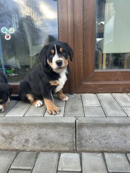 Velký švýcarský salašnický pes -  štěňě s PP