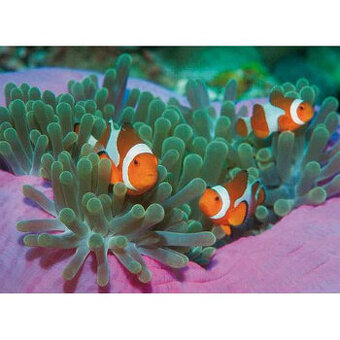 Clementoni Klaun Rybky Sasanka Nemo puzzle 1000Ks