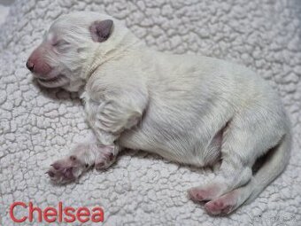 Bílý švýcarský ovčák s PP