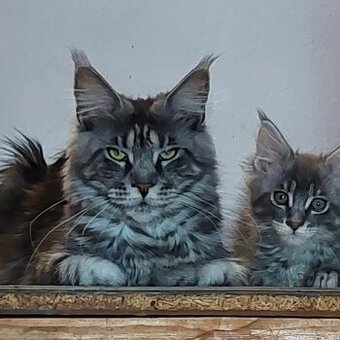 Mainská mývalí koťata s PP