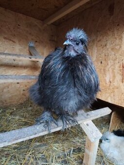 Hedvábničky kohouti