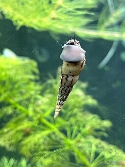 Piskořka Věžovitá - akvarijní šneček - možnost zaslání