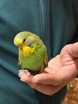 Andulky krotké a ochočené