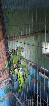 Letošní mládě 1,0