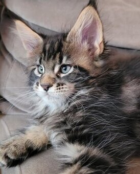 Mainská mývalí koťátka-  kocourci a kočička s PP