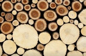 Palivové dřevo za cenu dopravy - 1