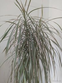pokojová rostlina Dracaena/Dračinec bicolor - 1