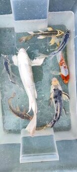 Koi - 1