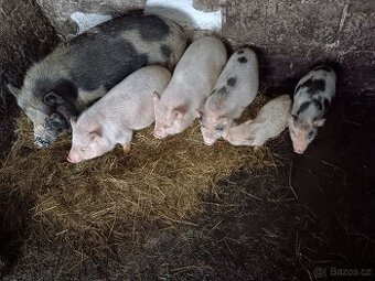 Prodám selata na gril