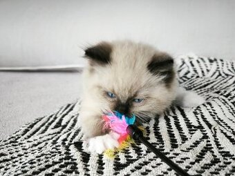 Kocourci Ragdoll s PP