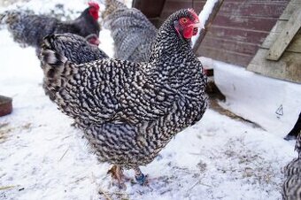 Mechelenky 🥚🐣 (násadová vejce i kuřátka) - 1