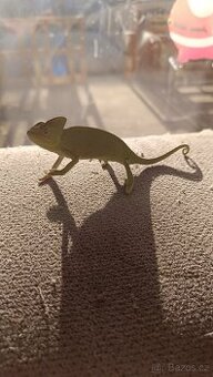 Chameleon s vybavením