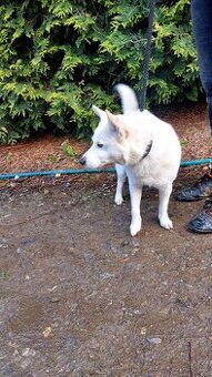 Spic shiba bilej - 1