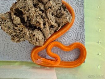 Scaleless amelano tesera het. anery - 1