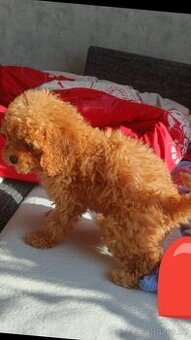 Štěně maltipoo