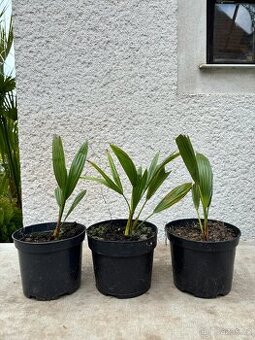 Palma konopná 25cm
