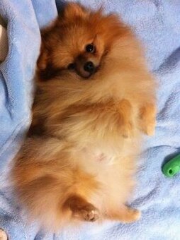 pomeranian