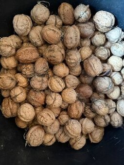 Prodám letošní ořechy 1 kg 40