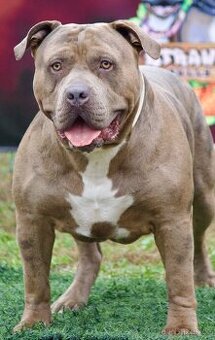 🇨🇿 KRYCÍ PES – American bully XL