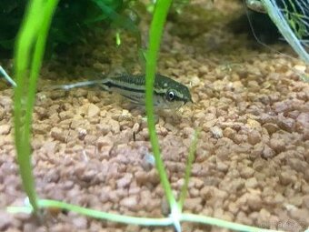 Chovná skupina corydoras pygmaeus