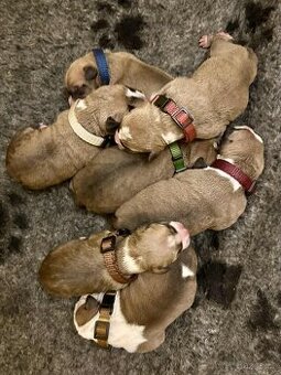 Štěňata amerického stafordšírského teriéra