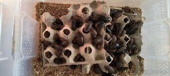 Šváb Argentinský (Blaptica dubia)