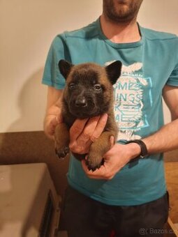 Belgický ovčák malinois s PP