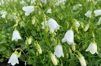 Zvonek lžičkolistý (skalkový)