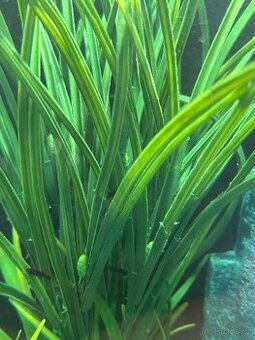 Daruji akvarijní rybičky Black Molly