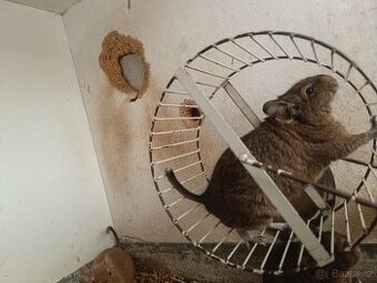 Osmák degu