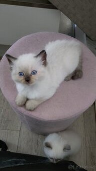 Ragdoll